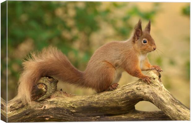 Red Squirrel Canvas Print by Macrae Images