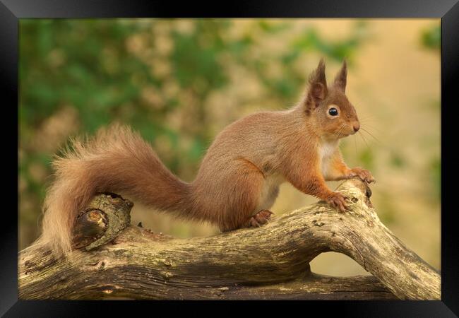 Red Squirrel Framed Print by Macrae Images