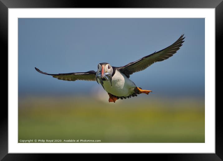 Puffin with Sand Eels head on in flight Framed Mounted Print by Philip Royal