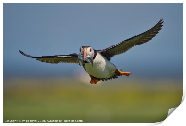Puffin with Sand Eels head on in flight Print by Philip Royal