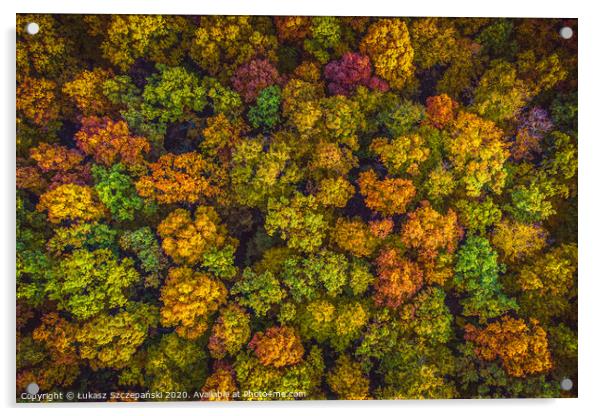 Aerial top down view view of vibrant color autumn  Acrylic by Łukasz Szczepański