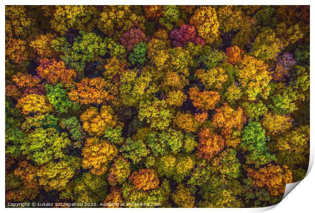 Aerial top down view view of vibrant color autumn  Print by Łukasz Szczepański