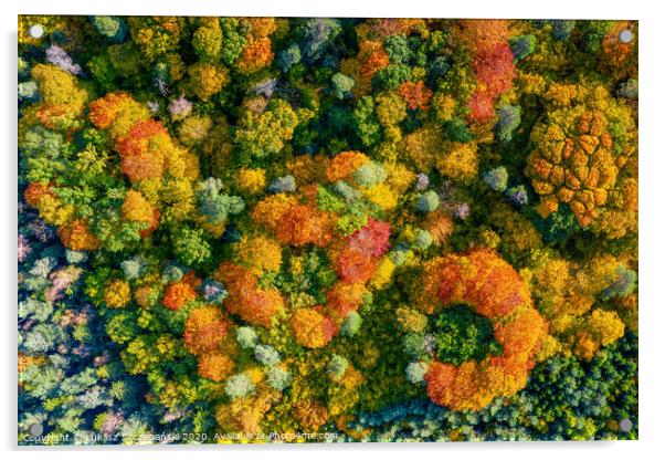 Aerial top down view of vibrant colorful autumn fo Acrylic by Łukasz Szczepański