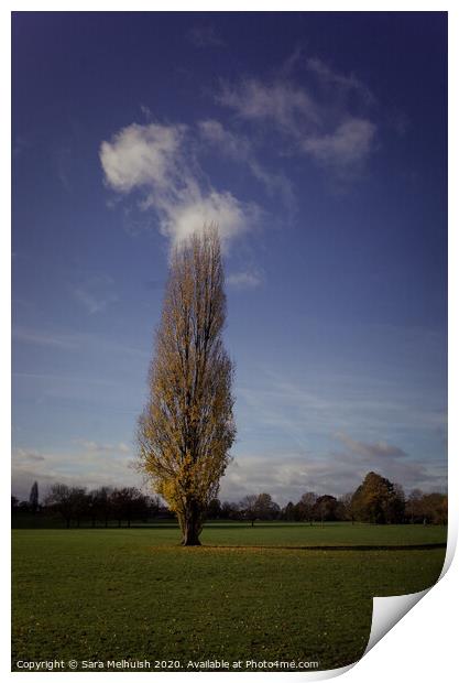 A large green field with tall tree in foreground Print by Sara Melhuish