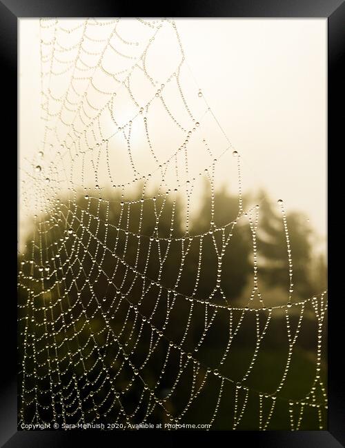 Spiders web covered in dew drops Framed Print by Sara Melhuish