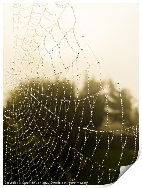 Spiders web covered in dew drops Print by Sara Melhuish