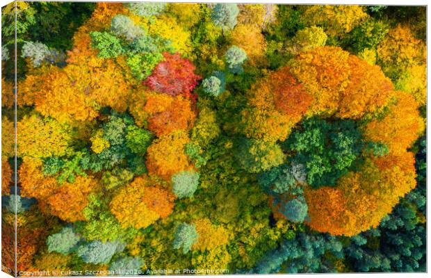 Aerial view of color autumn forest Canvas Print by Łukasz Szczepański
