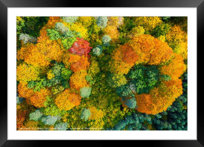 Aerial view of color autumn forest Framed Mounted Print by Łukasz Szczepański