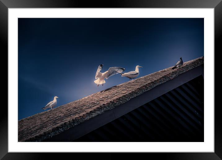 On the roof Framed Mounted Print by Marianna Obino
