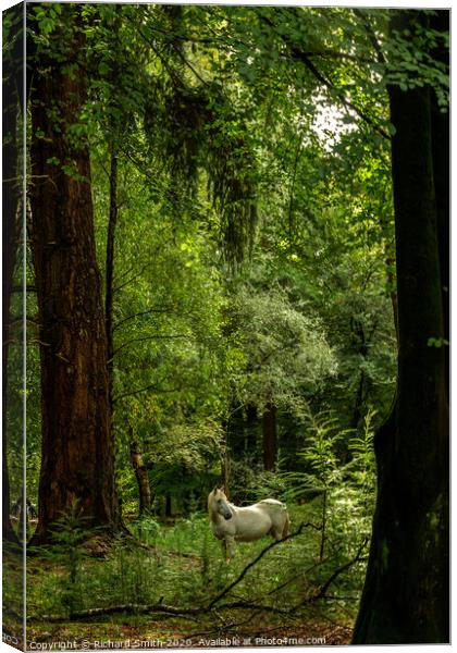 New Forest pony on the 'Tall Trees Trail, Rhinefield' Canvas Print by Richard Smith