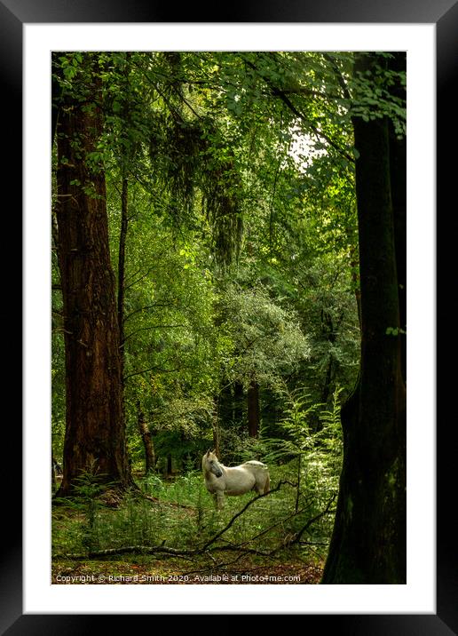 New Forest pony on the 'Tall Trees Trail, Rhinefield' Framed Mounted Print by Richard Smith