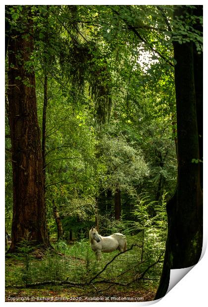 New Forest pony on the 'Tall Trees Trail, Rhinefield' Print by Richard Smith