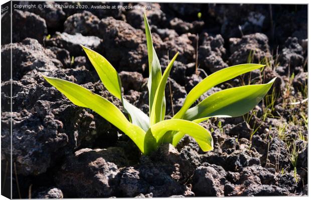 Plant growing up through lava Canvas Print by Paul Richards