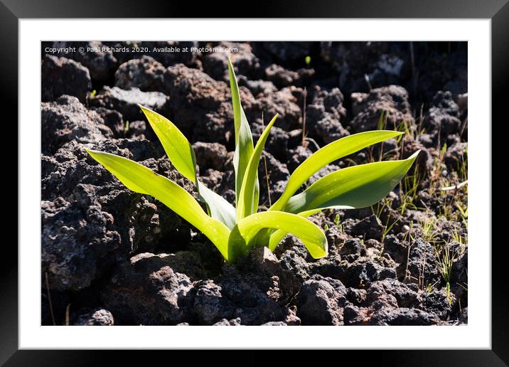 Plant growing up through lava Framed Mounted Print by Paul Richards