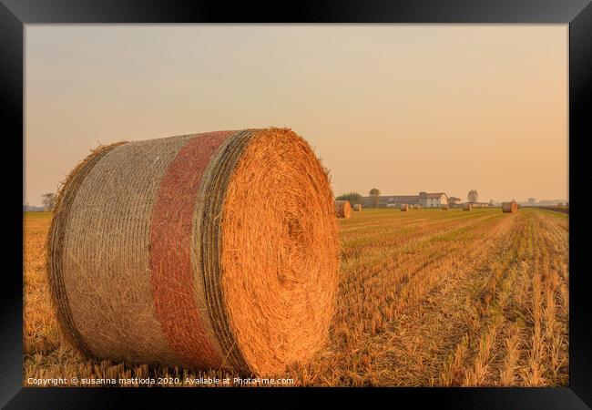 close-up of a hay cylindrical bale in a farmland Framed Print by susanna mattioda