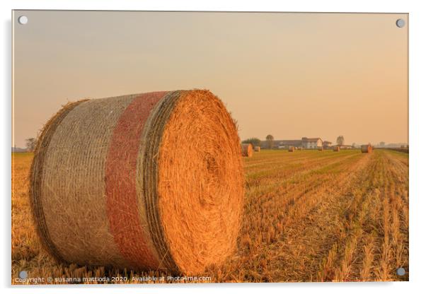 close-up of a hay cylindrical bale in a farmland Acrylic by susanna mattioda
