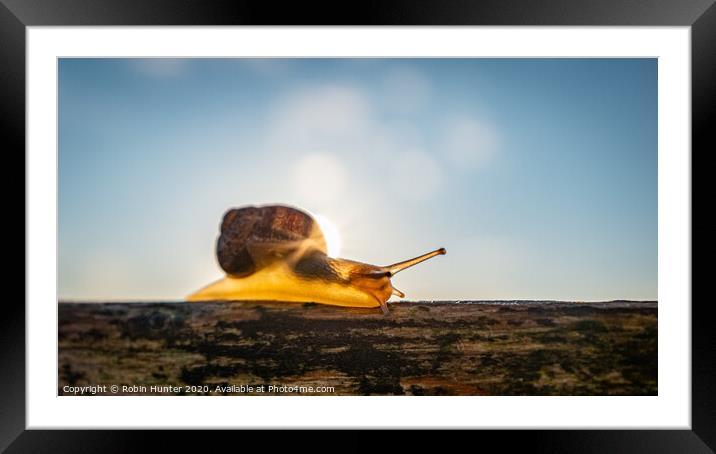 Snail X-Ray Framed Mounted Print by Robin Hunter
