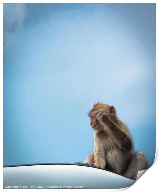 Bored Monkey Print by Iain Tong