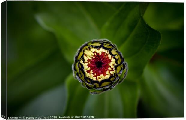 Bud Eye Canvas Print by Harris Maidment