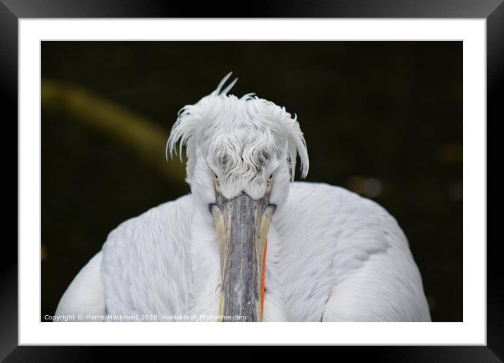 Posing Pelican Framed Mounted Print by Harris Maidment