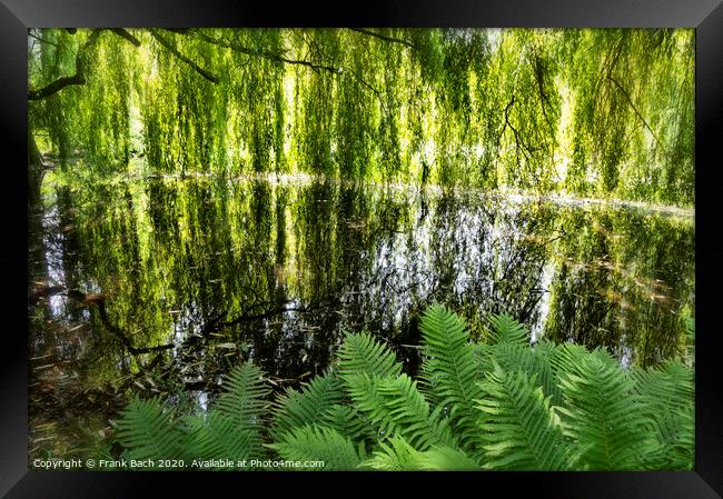Lake with weeping willows  Framed Print by Frank Bach