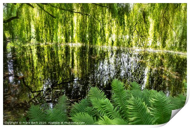 Lake with weeping willows  Print by Frank Bach