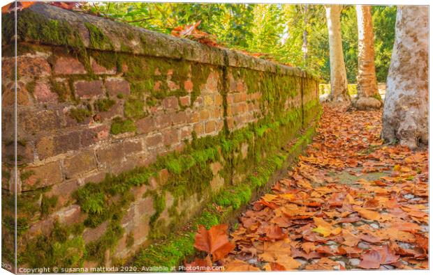 an autumn avenue bordered by a low wall,  and trees  Canvas Print by susanna mattioda
