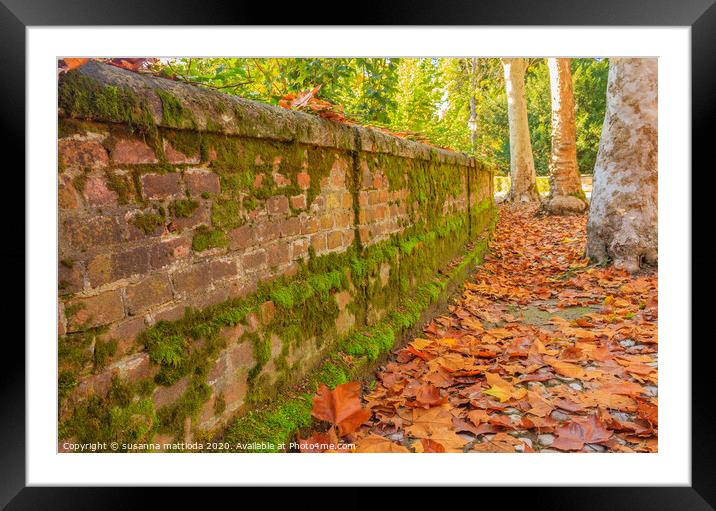 an autumn avenue bordered by a low wall,  and trees  Framed Mounted Print by susanna mattioda