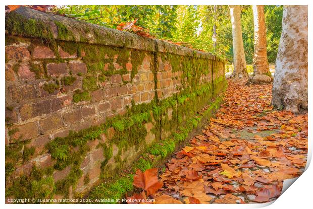 an autumn avenue bordered by a low wall,  and trees  Print by susanna mattioda