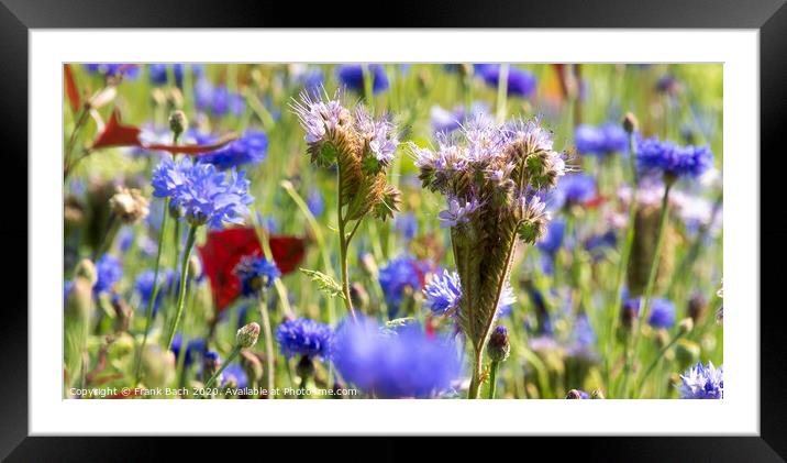 Blooming wild flowers on a meadow Framed Mounted Print by Frank Bach