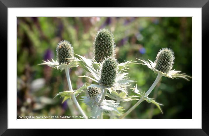 Thistle flower in a summer meadow Framed Mounted Print by Frank Bach
