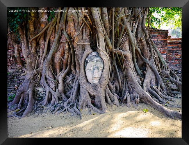 Buddha wrapped in tree roots Framed Print by Paul Richards