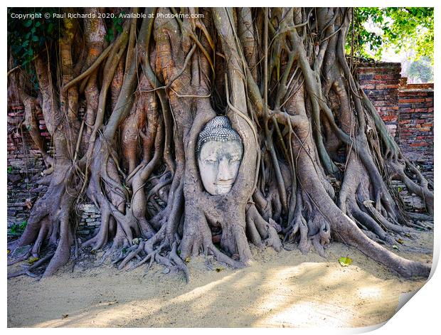 Buddha wrapped in tree roots Print by Paul Richards