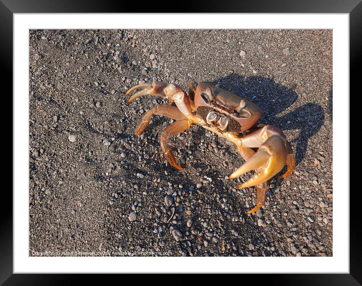Brown crab on sand looking up to camera Framed Mounted Print by Hanif Setiawan