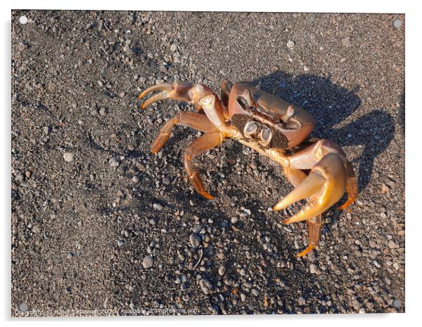 Brown crab on sand looking up to camera Acrylic by Hanif Setiawan