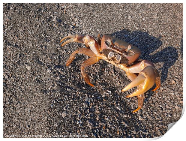 Brown crab on sand looking up to camera Print by Hanif Setiawan
