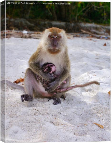 A monkey sitting on a beach, with its baby Canvas Print by Paul Richards