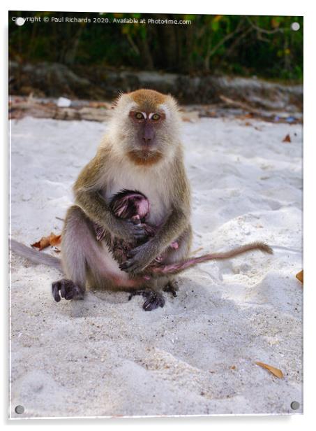 A monkey sitting on a beach, with its baby Acrylic by Paul Richards