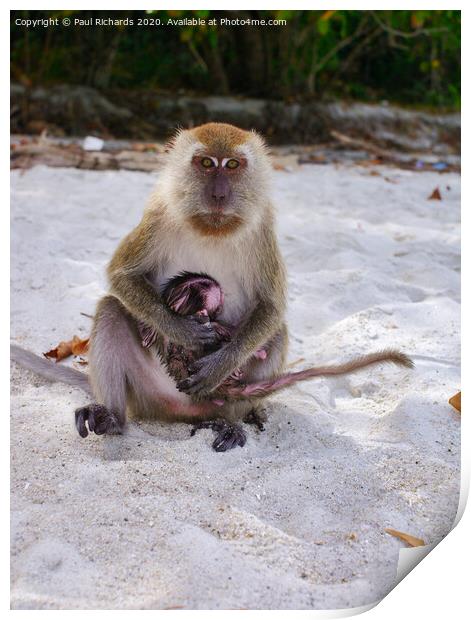 A monkey sitting on a beach, with its baby Print by Paul Richards