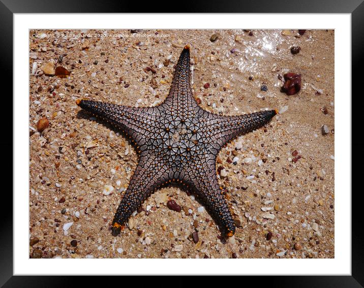 Starfish Framed Mounted Print by Paul Richards