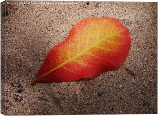 Leaf on a beach Canvas Print by Paul Richards