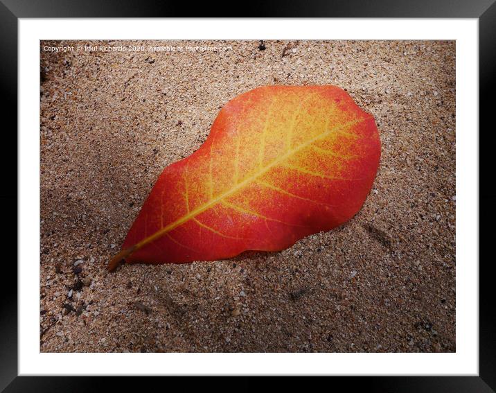 Leaf on a beach Framed Mounted Print by Paul Richards