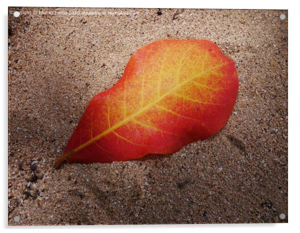Leaf on a beach Acrylic by Paul Richards