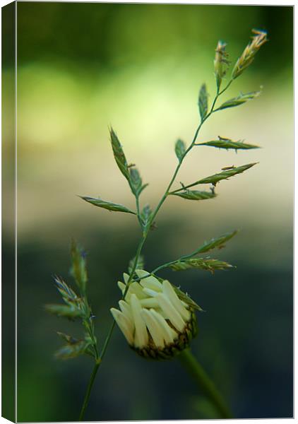 delicate bokeh Canvas Print by rachael hardie