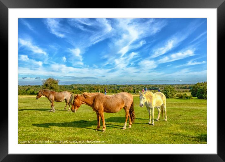 New forest ponies at ease near Lyndhurst in the New Forest Framed Mounted Print by Richard Smith