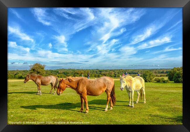 New forest ponies at ease near Lyndhurst in the New Forest Framed Print by Richard Smith