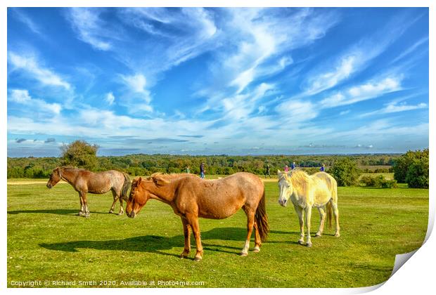 New forest ponies at ease near Lyndhurst in the New Forest Print by Richard Smith