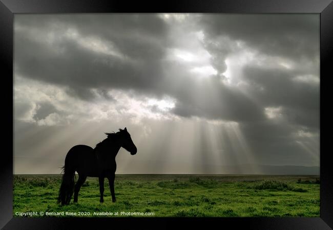 Black Horse on Neston Marsh - Colour Framed Print by Bernard Rose Photography