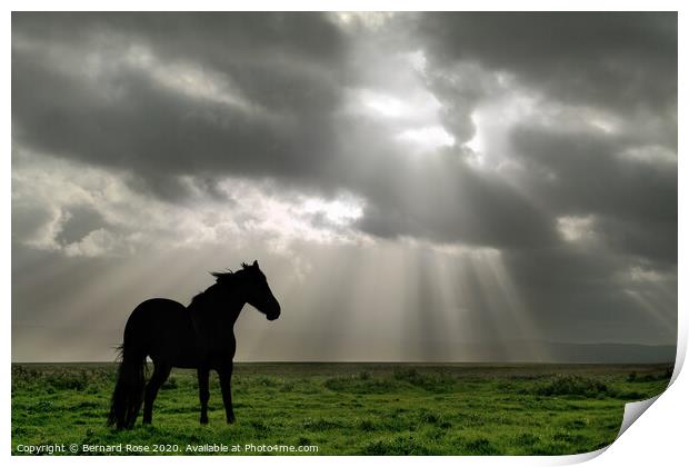 Black Horse on Neston Marsh - Colour Print by Bernard Rose Photography