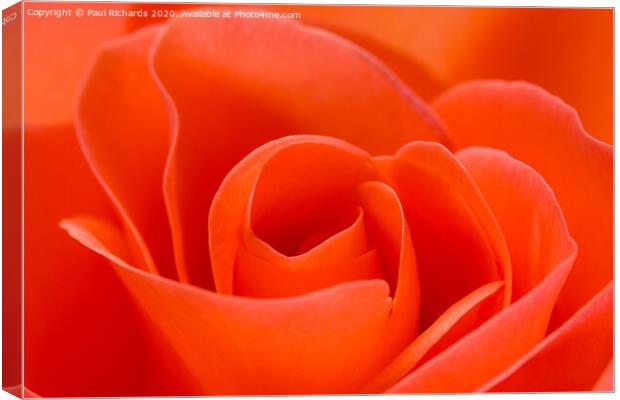 Rose  Canvas Print by Paul Richards